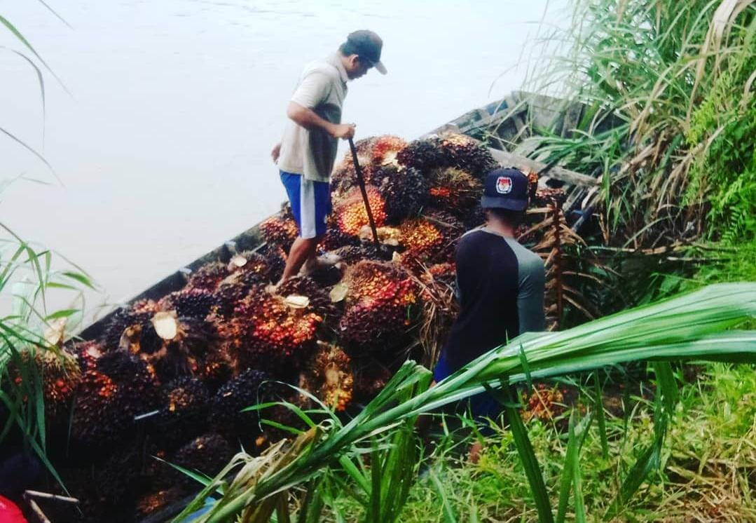 You are currently viewing Petani Pasrah, Pengepul di Aceh Singkil Tak Beli TBS Tapi Brondolan