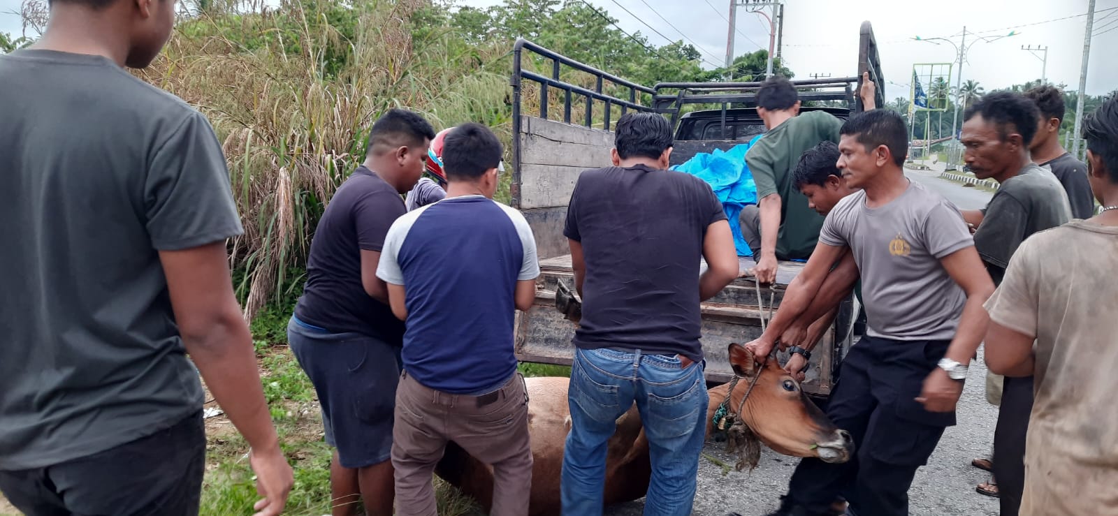 You are currently viewing Mobil Pick Up Tabrak Lembu di Aceh Singkil, Seorang Luka
