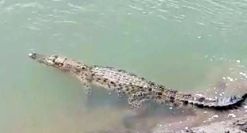 You are currently viewing Penampakan Buaya Bikin Gelisah Warga Aceh Singkil, Begini Kata BKSDA