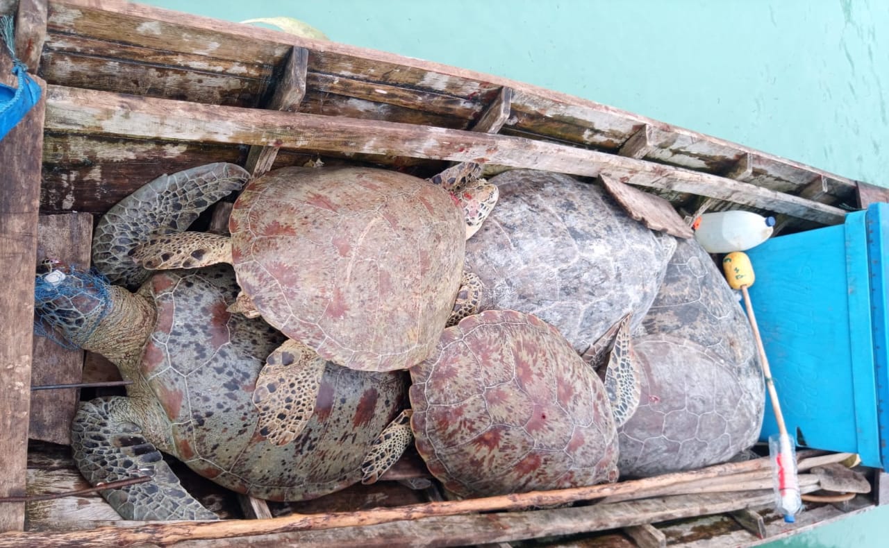 You are currently viewing 10 Ekor Penyu Ditemukan Mati Diatas Perahu di Pulau Banyak