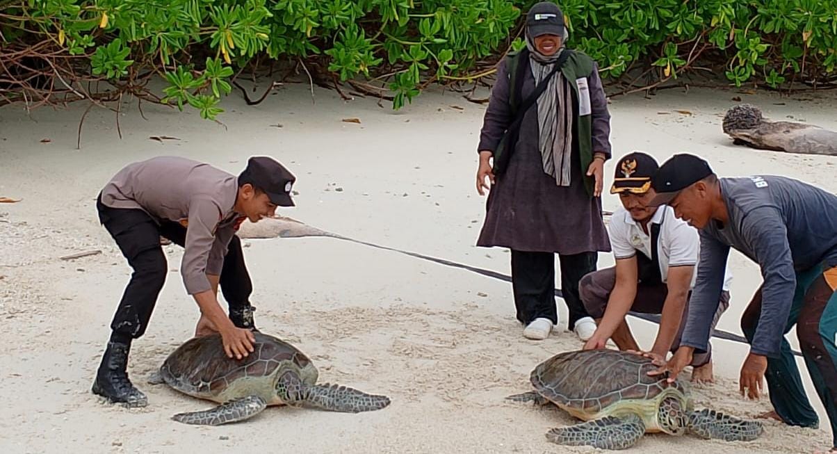 You are currently viewing Dua Penyu Dilepas di Pulau Palambak