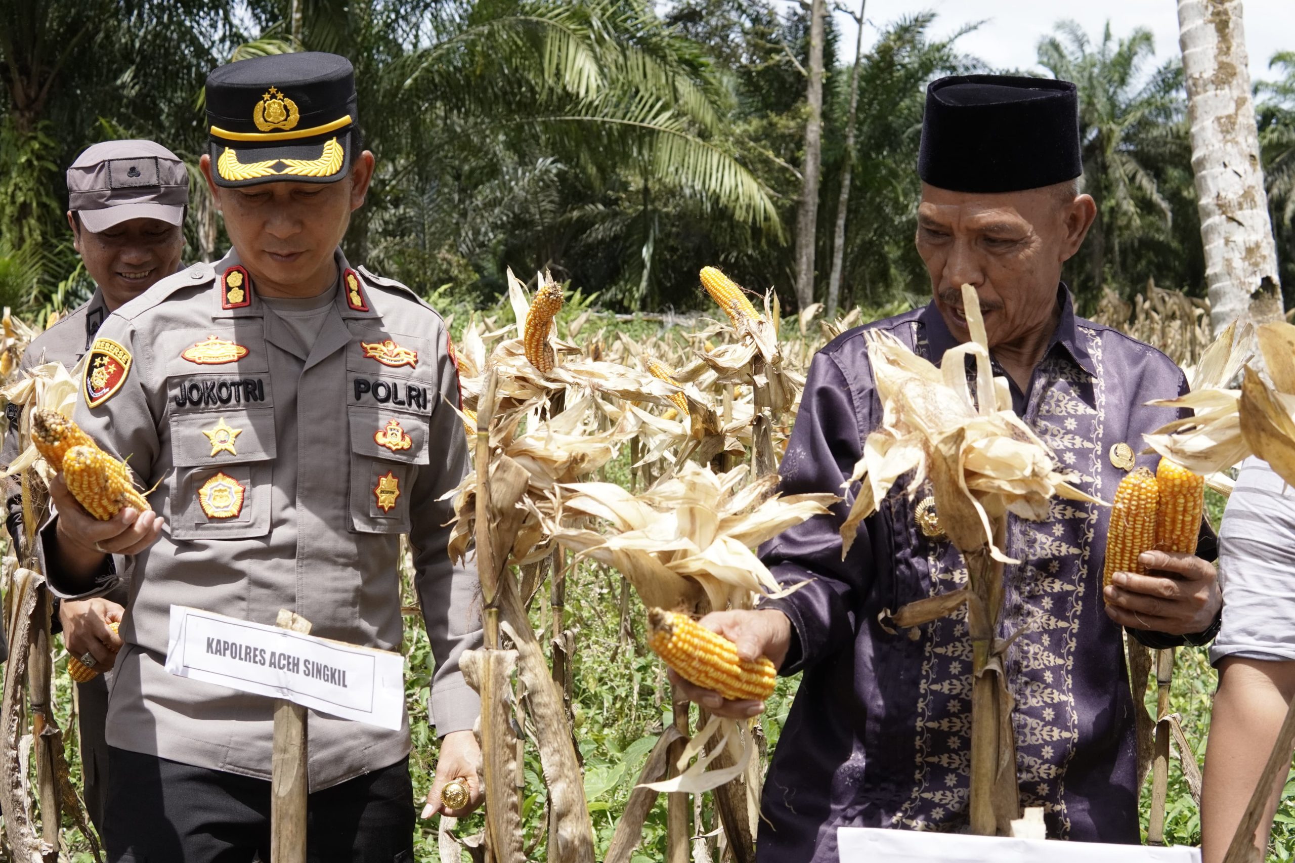 You are currently viewing Wabup Aceh Singkil Panen Jagung di Desa Sanggaberu