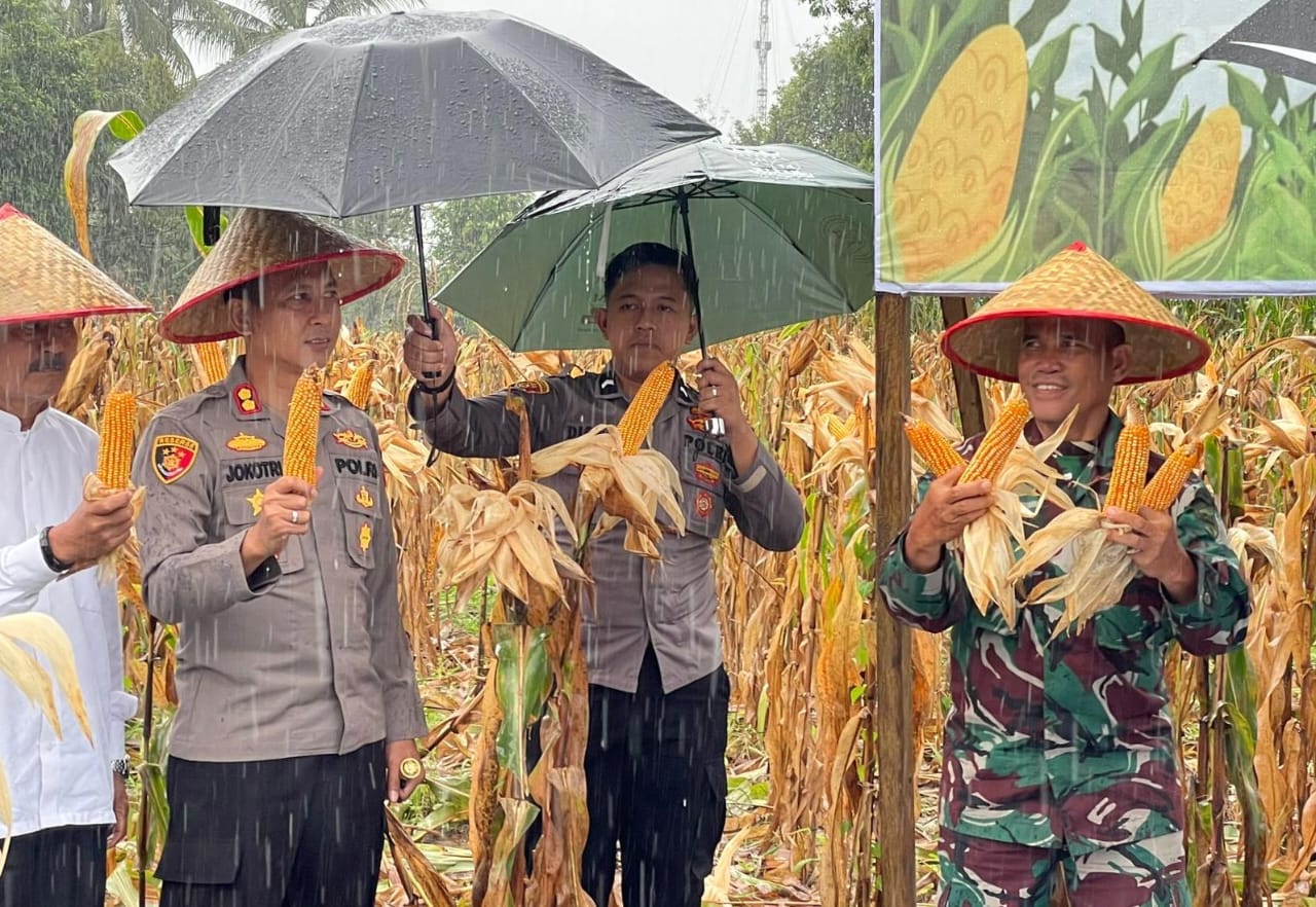 You are currently viewing Kapolres Aceh Singkil Panen Jagung Saat Hujan di Lahan PT PLB Astra