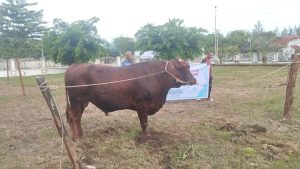 Read more about the article Pemerintah Catat Hewan Kurban di Aceh Singkil Capai 975 Ekor