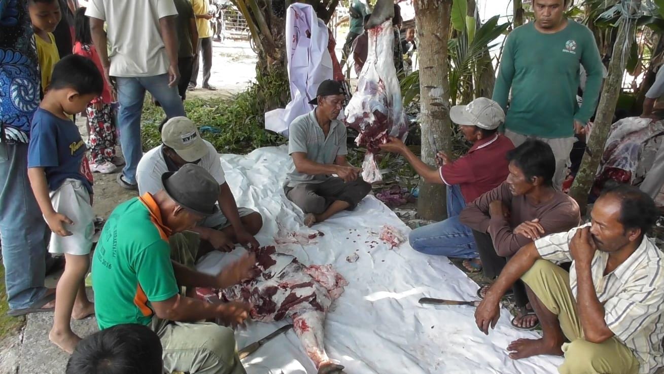 You are currently viewing Warga Potong Kerbau dan Sapi, Syukuran Atas Kembalinya 4 Pulau ke Aceh Singkil