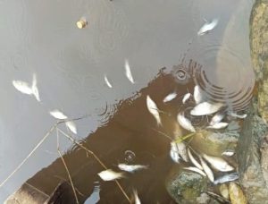 Read more about the article Banyak Ikan Mati di Sungai Aceh Singkil, Diduga Akibat Kebocoran Limbah Pabrik