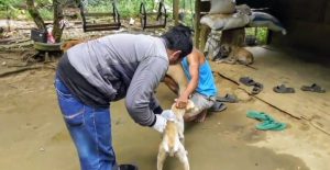 Read more about the article Warga Aceh Singkil Meninggal Digigit Anjing Rabies, Pemerintah Lakukan Vaksinasi