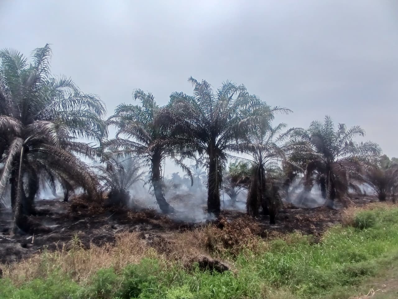 You are currently viewing Api di Blok 50 Membesar, Jawaban Mengecil: PT Nafasindo Hindari Soal Sanksi Lingkungan