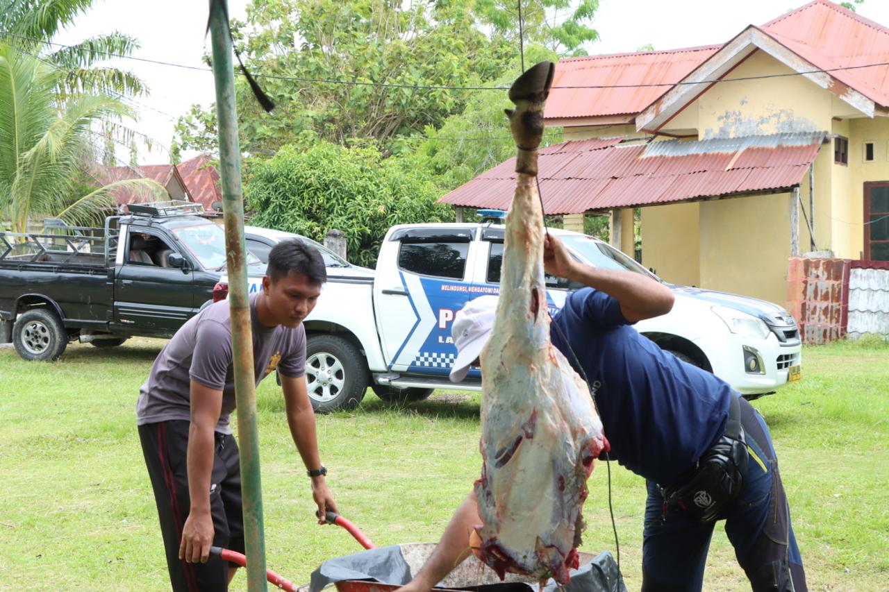 You are currently viewing Tradisi Meugang, Polres Aceh Singkil Sembelih 4 Sapi