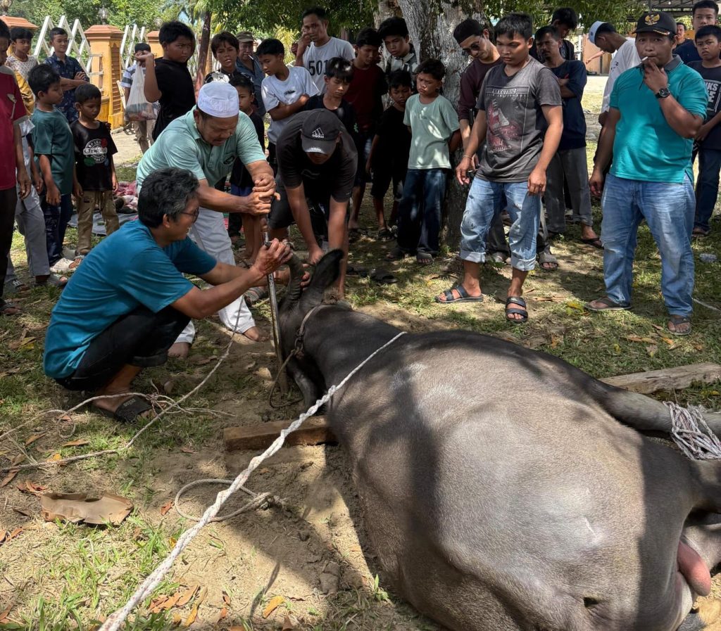 Jumlah Hewan Kurban di Aceh Singkil Meningkat Capai 1.084 Ekor